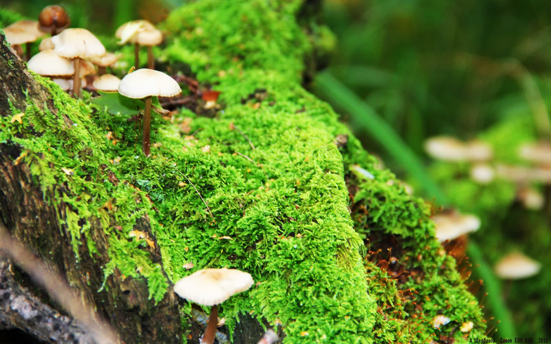 央视一套放的电视剧在哪里看（央视一套最新电视剧哪里看）